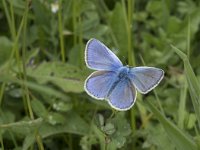 Polyommatus bellargus 79, Adonisblauwtje, Saxifraga-Willem van Kruijsbergen