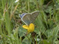 Polyommatus bellargus 80, Adonisblauwtje, Saxifraga-Willem van Kruijsbergen