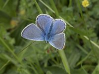 Polyommatus bellargus 81, Adonisblauwtje, Saxifraga-Willem van Kruijsbergen