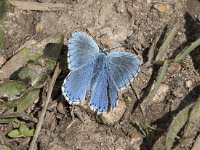 Polyommatus bellargus 82, Adonisblauwtje, Saxifraga-Willem van Kruijsbergen