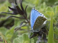 Polyommatus bellargus 84, Adonisblauwtje, Saxifraga-Willem van Kruijsbergen