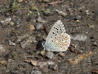 Polyommatus bellargus 85, Adonisblauwtje, Saxifraga-Willem van Kruijsbergen