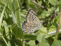 Polyommatus bellargus 86, Adonisblauwtje, Saxifraga-Willem van Kruijsbergen