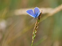 Polyommatus icarus 134, Icarusblauwtje, Saxifraga-Tom Heijnen