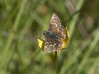 Pyrgus malvae 57, Aardbeivlinder, Saxifraga-Willem van Kruijsbergen