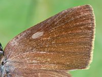 Satyrium w-album 20, Iepenpage, Saxifraga-Ab H. Baas