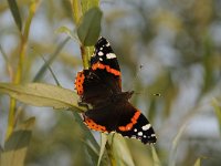 Vanessa atalanta 67, Atalanta, Saxifraga-Luuk Vermeer