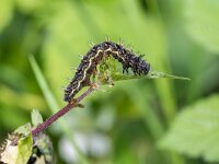 Vanessa atalanta 73, Atalanta, caterpillar, Saxifraga-Bart Heijne