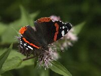 Vanessa atalanta 80, Atalanta, Saxifraga-Jan van der Straaten