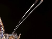 Vanessa atalanta 85, Atalanta, Saxifraga-Luc Hoogenstein : Atalanta, Lunetten, pruim