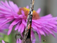 Vanessa atalanta 89, Atalanta, Saxifraga-Tom Heijnen
