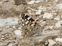 Vanessa cardui 71, Distelvlinder, Saxifraga-Willem van Kruijsbergen