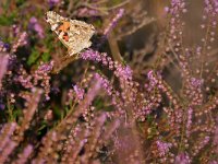 Vanessa cardui 77, Distelvlinder, Saxifraga-Tom Heijnen