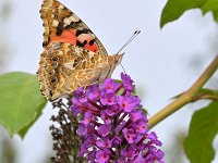 Vanessa cardui 78, Distelvlinder, Saxifraga-Tom Heijnen