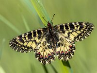 Southern festoon butterfly  Southern festoon butterfly (Zerynthia polyxena) resting on grass in the morning sun in Tuscany, Italy, April. : Spanish, animal, april, background, beautiful, beauty, biology, butterfly, close-up, closeup, color, colorful, design, detail, elegance, environment, festoon, fly, fragile, garden, grass, green, insect, italy, lawn, lepidoptera, light, macro, may, meadow, mediterranean, natural, nature, orange, pattern, plant, season, southern, southern festoon, spring, summer, tuscany, white, wild, wildlife, wing, yellow, zerynthia
