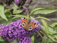 Aglais io, Peacock