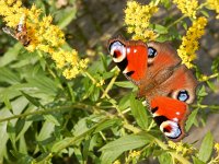 Aglais io 109, Dagpauwoog, on Solidago, Saxifraga-Kars Veling