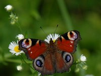 Aglais io 11, Dagpauwoog, Saxifraga-Arthur van Dijk