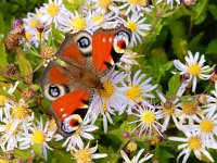 Aglais io 111, Dagpauwoog, on Aster Saxifraga-Kars Veling