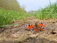 Aglais io 124, Dagpauwoog, basking territorial, Saxifraga-Kars Veling