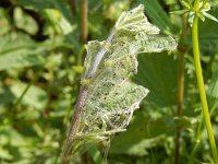 Aglais io 135, Dagpauwoog, feeding pattern of young caterpillars, Saxifraga-Kars Veling