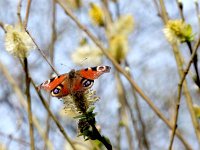 Aglais io 140, Dagpauwoog, on Salix, Saxifraga-Kars Veling