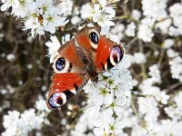 Aglais io 142, Dagpauwoog, on Prunus spinosa in spring, Saxifraga-Kars Veling