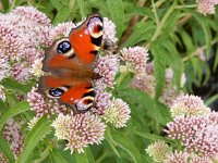 Aglais io 144, Dagpauwoog, on Eupatorium cannabinum, Saxifraga-Kars Veling