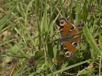 Aglais io 48, Dagpauwoog, Saxifraga-Jan van der Straaten