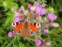 Aglais io 67, Dagpauwoog, on Cirsium palustre, Saxifraga-Kars Veling