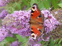 Aglais io 71, Dagpauwoog, on Buddleja davidii, Saxifraga-Kars Veling