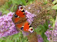 Aglais io 72, Dagpauwoog, on Budleja davidii, Saxifraga-Kars Veling