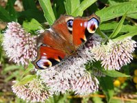 Aglais io 74, Dagpauwoog, on Eupatorium cannabinum, Saxifraga-Kars Veling