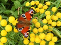 Aglais io 82, Dagpauwoog, on Tanacetum vulgare, Saxifraga-Kars Veling