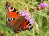 Aglais io 84, Dagpauwoog, on Centaurea jacea, Saxifraga-Kars Veling