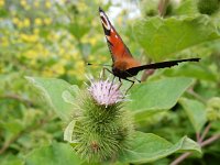 Aglais io 91, Dagpauwoog, on Arctium, Saxifraga-Kars Veling