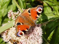 Aglais io 92, Dagpauwoog, on Eupatorium cannabinum, Saxifraga-Kars Veling