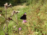 Aglais io 96, Dagpauwoog on Cirsium palustre, Saxifraga-Kars Veling