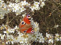 Aglais io 98, Dagpauwoog, on Prunus spinosa, Saxifraga-Kars Veling