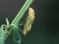 Aglais urticae 10, Kleine vos, pupa, Vlinderstichting-Nely Honig