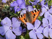 Aglais urticae 100, Kleine vos, on Vinca, Saxifraga-Kars Veling