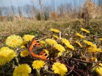 Aglais urticae 103, Kleine vos, after hibernation on Tussilago farfara, Saxifraga-Kars Veling