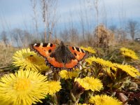 Aglais urticae 104, Kleine vos, after hibernation on Tussilago farfara, Saxifraga-Kars Veling