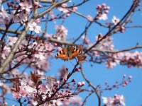 Aglais urticae 106, Kleine vos, on Viburnum lantana, Saxifraga-Kars Veling