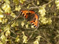 Aglais urticae 107, Kleine vos, on Hamamelis, Saxifraga-Kars Veling