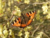 Aglais urticae 108, Kleine vos, on Hamamelis, Saxifraga-Kars Veling