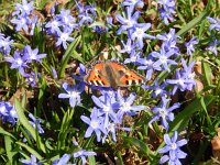 Aglais urticae 109, Kleine vos, on Scilla, Saxifraga-Kars Veling