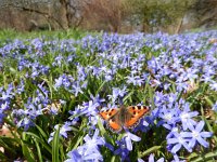 Aglais urticae 111, Kleine vos, on Scilla, Saxifraga-Kars Veling