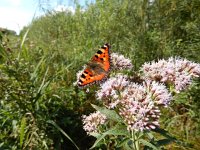 Aglais urticae 113, Kleine vos, on Eupatorium cannabinum, Saxifraga-Kars Veling