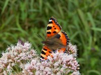 Aglais urticae 114, Kleine vos, on Eupatorium cannabinum, Saxifraga-Kars Veling